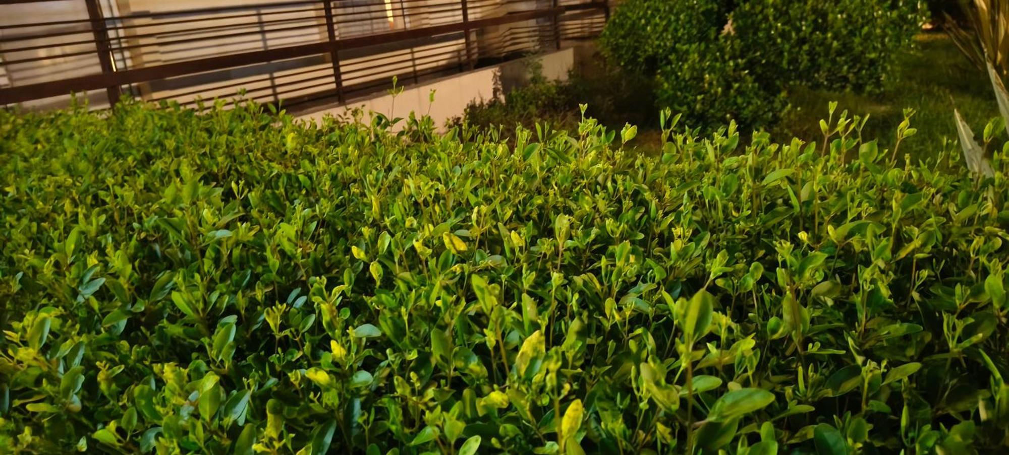 Onyx Luxury 4* Vrindavan